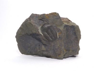 Elipsocephalus hoffi - Jince u Příbrami (6)